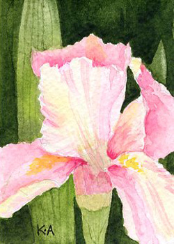 Pretty In Pink Karolyn Alexander Whitewater WI watercolor
